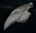 Fossil Giant Sloth Claw - Extremely Well Preserved #9353-4